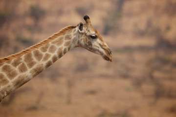 Obraz premium Close up of a giraffe