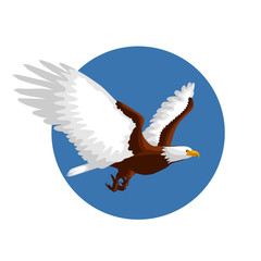 Fototapeta premium Bald eagle