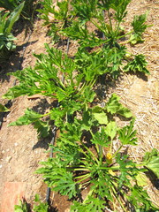 courgette plants with drip irrigation
