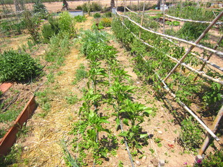 organic garden with pepper and tomato