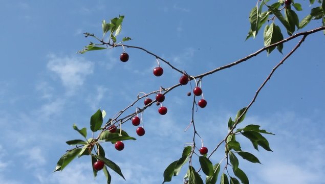 Fruits of cherry on a background of the summer sky. Fruits of cherry make slow oscillations under the action of the evening air currents.
