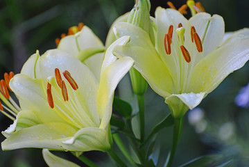  Beautiful white lilies in the garden