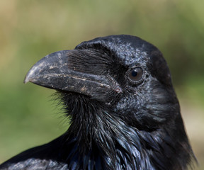 raven portrait - 87153255