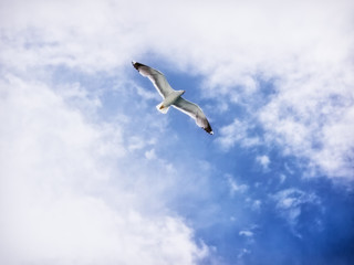 flying seagull (6)