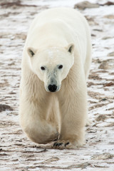 Plakat polar bear walking toward camera
