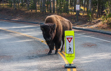 bison next to yield to pedestrians