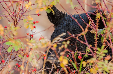 black bear hiding in colorful bushes