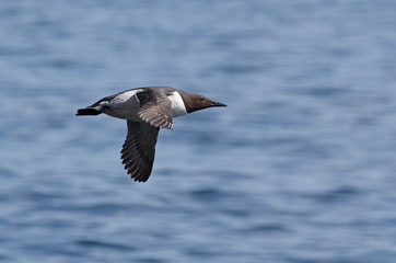 Guillemot marmette