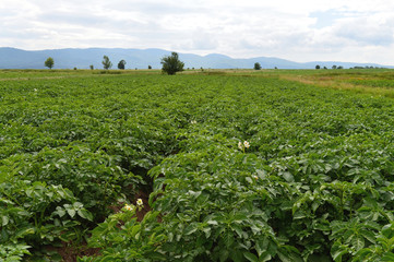 Fototapeta na wymiar Green Field With Potato Plants