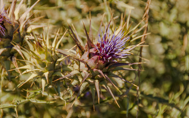 Alghero, Stadt, Landwirtschaft, Felder, Cynara Cardunculus, Cynara, Artischocken, Ernte, Sommer, Insel, Sardinien, Italien