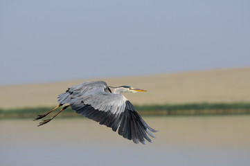 Flying Grey Heron at Manych lake in Kalmykia