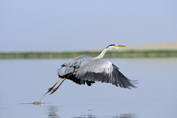 Grey Heron takeoff with down wings