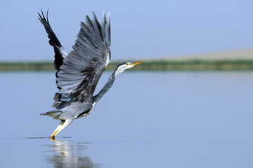 Grey Heron takeoff with erect wings