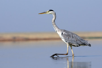 Shoal water walking Grey Heron