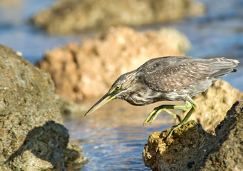 Hunting Mangrove Heron (Butorides striata) at Red Sea beach. Sharm el-Sheikh, Sinai, Egypt