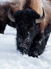 bison in snow - 87155820