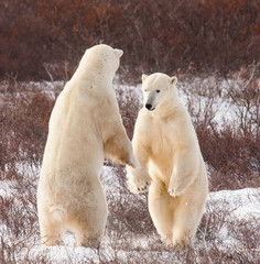 polar bears boxing