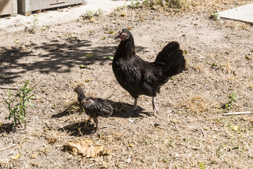 Hen with her chick in nature