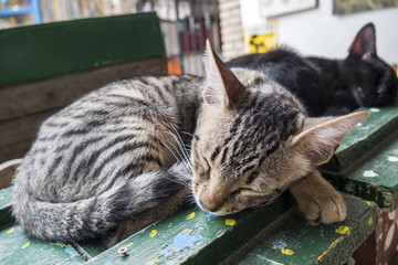 Kittens sleeping sweetly
