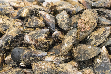 Uncleaned mussels in the fish market