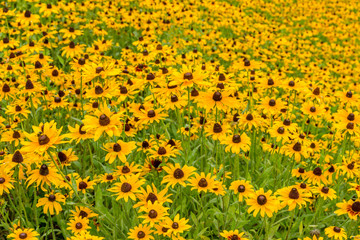 Black-Eyed-Susan flower