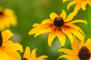 Black-Eyed-Susan flower