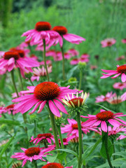 Rotes Blumenleuchten