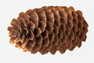 Spruce cone isolated on a white background