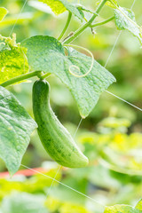 Cucumber hanging on net in the farm.