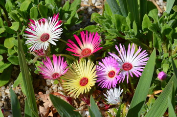 Bunte Blüten im Steingarten