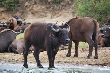 Buffalos, Africa