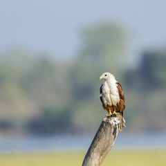 Brahminy kite in Pottuvil, Sri Lanka