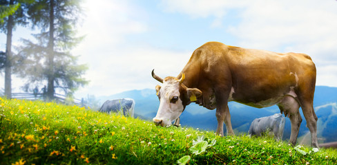 art cow grazing in a mountain meadow