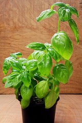 basil on a wooden background