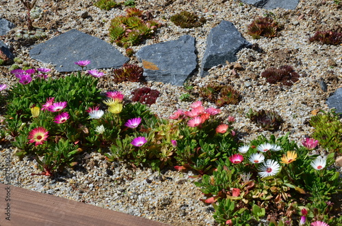Bunte Blumen blühen im Steingarten\ Bunte Blumen blühen im Steingarten\