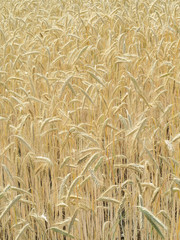 Kornfeld