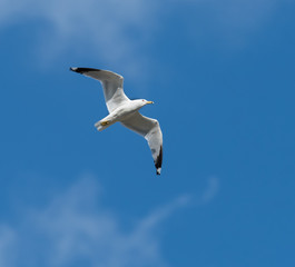 Great Black-backed Gull in Flight