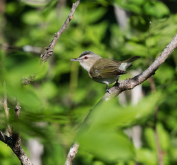 Red-Eyed Vireo