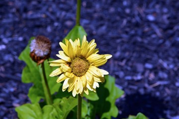 Yellow Daisy Flower