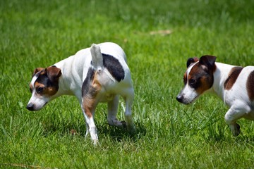 Pair of Jack Russell Terriers
