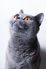 British gray cat