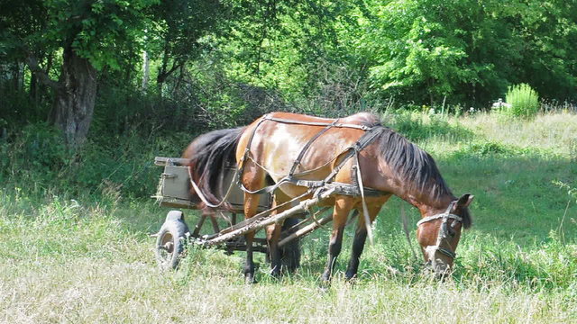 Horse and cart grazing in nature