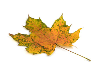 maple leaf on white
