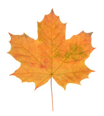 Fototapeta na wymiar maple leaf isolated on white