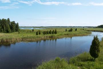 Reeds on lake.