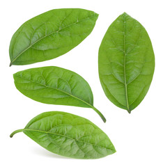 avocado leaves isolated