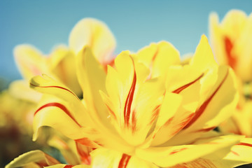 Fototapeta na wymiar yellow and red flowers blooming tulips against the blue sky