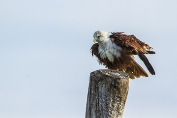 Brahminy kite in Pottuvil, Sri Lanka