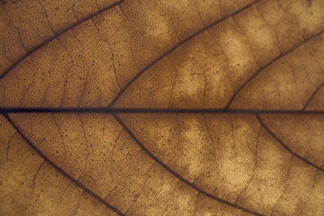 Texture yellow autumn maple leaf