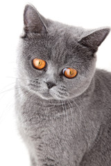 grey british cat isolated on white